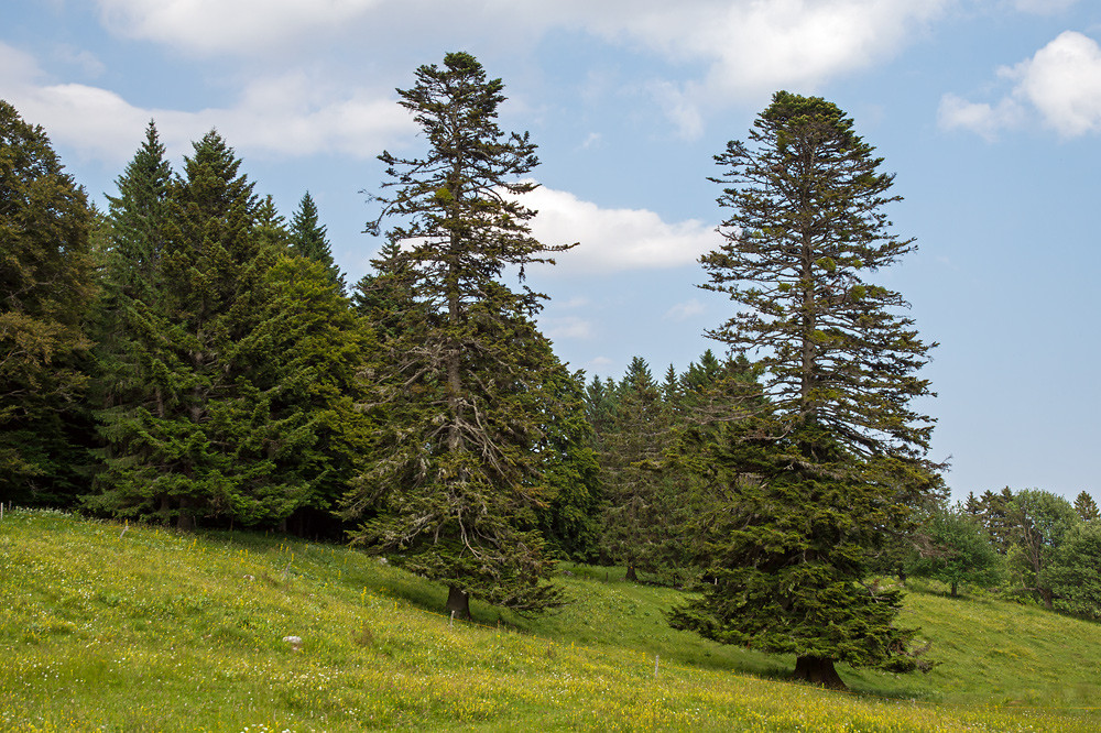 Rechter Baum: ca. 300 Jahre, Stammumfang 6,70 m, Kronenhöhe 26 m. Gde. St.-Cergue (1120 m), Kanton Waadt