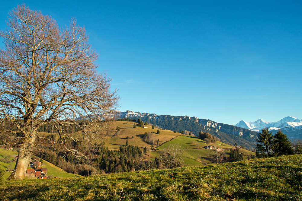Martinisommer 2.0: Grüne Wiesen im Mittelgebirge über dem Thunersee. Schneereste sind nur in schattigen Rinnen oberhalb von 1500 m zu finden.